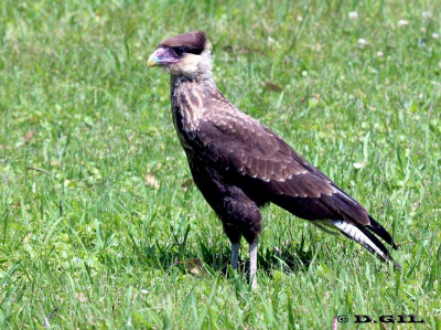CARANCHO (Caracara plancus) - (Juvenil) Jardin Botánico-MONTEVIDEO (Noviembre 2011)