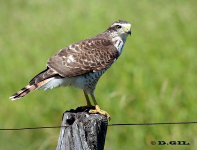 GAVILÁN COMÚN (Rupornis magnirostris) - (Inmaduro) El Tigre-SAN JOSE (Marzo 2012)