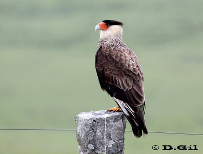 CARANCHO (Caracara plancus) - Ruta 8-TREINTA Y TRES (Noviembre 2011)