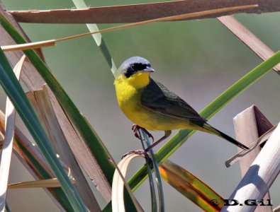 ARAÑERO CARA NEGRA (Geothlypis aequinoctialis) - Bañadito Abente-Solymar-CANELONES (Octubre 2011)