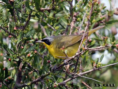 ARAÑERO CARA NEGRA (Geothlypis aequinoctialis) - Cuchilla de Rocha-CANELONES (Octubre 2011)