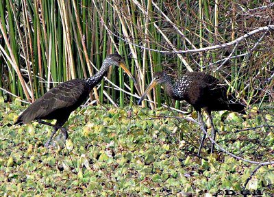 CARAO (Aramus guarauna) - Bañadito Santiago Vazquez- MONTEVIDEO (Junio 2010)