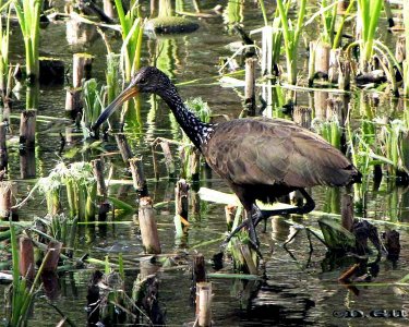 CARAO (Aramus guarauna) - Lago del Parque Rivera-MONTEVIDEO (Agosto 2010)