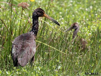 CARAO (Aramus guarauna) - Laguna Del Diario-MALDONADO (Febrero 2013)