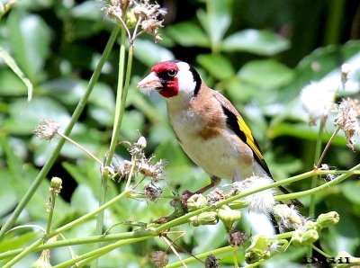 CARDELINO (Carduelis carduelis) - Jardin Botánico-MONTEVIDEO (Noviembre 2012)