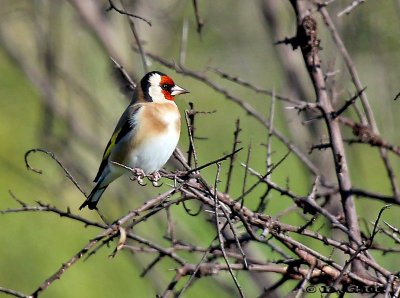 CARDELINO (Carduelis carduelis) - Playa Penino-SAN JOSE (Mayo 2012)