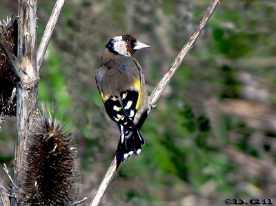 CARDELINO (Carduelis carduelis) - Quinta en las afueras de MONTEVIDEO (Agosto 2010)