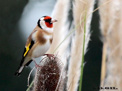 CARDELINO (Carduelis carduelis) - Humedales del Santa Lucía-MONTEVIDEO (Mayo 2012)