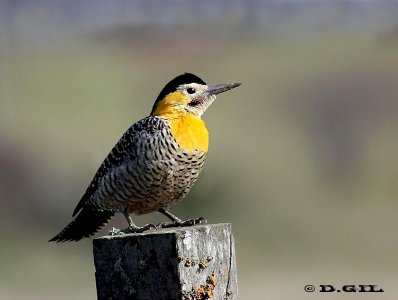 CARPINTERO DE CAMPO (Colaptes campestris) - Campo en Progreso- CANELONES (Junio 2011)