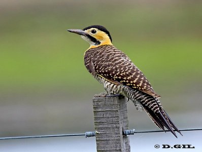 CARPINTERO DE CAMPO (Colaptes campestris) - Humedales del Santa Lucía- MONTEVIDEO (Setiembre 2009)