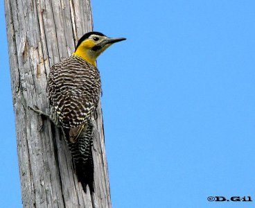 CARPINTERO DE CAMPO (Colaptes campestris) - Parque lecocq-MONTEVIDEO (Setiembre 2009)
