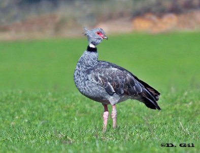 CHAJÁ (Chauna torquata) - Campo en COLONIA (Julio 2011)