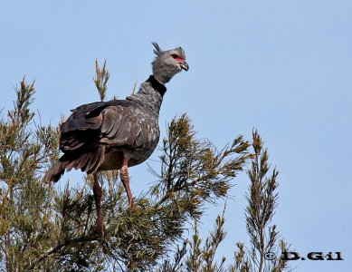 CHAJÁ (Chauna torquata) - Rincon de Melilla - MONTEVIDEO (Setiembre 2011)