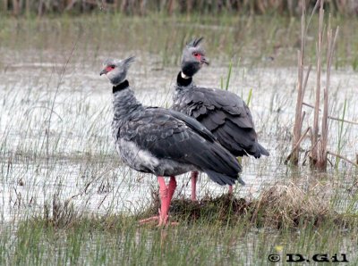 CHAJÁ (Chauna torquata) - Laguna del Diario - MALDONADO (Agosto 2011)