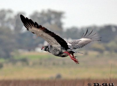 CHAJÁ (Chauna torquata) - Laguna del Diario - MALDONADO (Agosto 2011)