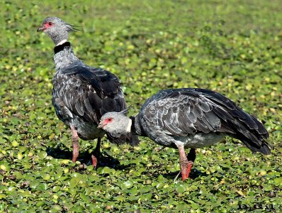 CHAJÁ (Chauna torquata) - (Pareja) Bañado De Los Indios-ROCHA (Abril 2013)
