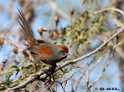 PIJUÍ COMÚN (Synallaxis spixi) - Humedales del Santa Lucía-MONTEVIDEO (Julio 2011)