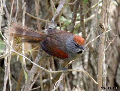 PIJUÍ COMÚN (Synallaxis spixi) - Monte en Parque Lecocq-MONTEVIDEO (Mayo 2011)