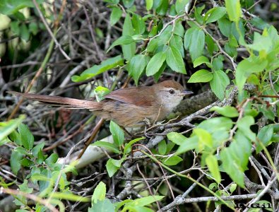 PIJUÍ COMÚN (Synallaxis spixi) - (Juvenil) Rincón de Melilla-MONTEVIDEO (Diciembre 2012)