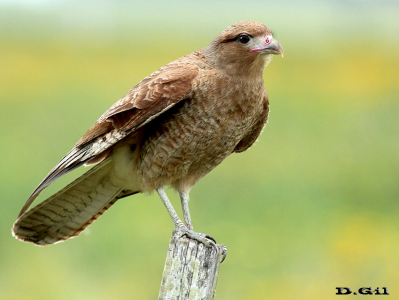 CHIMANGO (Milvago chimango) - Paso Mauricio-SAN JOSÉ (Noviembre 2013)