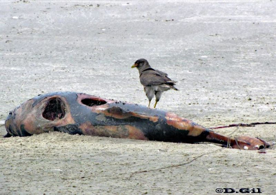 CHIMANGO (Milvago chimango) - Carroneando una Tonina) Playa Cassino-BRASIL (Enero 2011)
