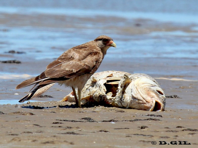 CHIMANGO (Milvago chimango) - Playa Penino-SAN JOSE (Diciembre 2011)