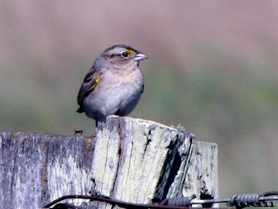      CHINGOLO CEJA AMARILLA (Ammodramus humeralis) - Tomas Gomenzoro-ARTIGAS (Noviembre  2010)