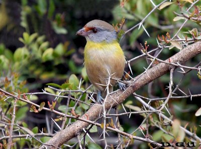 JUAN CHIVIRO (Cychlarhis gujanensis) - Rincon de Melilla- MONTEVIDEO (Setiembre 2011)