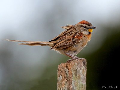 CHOTOY (Schoeniophylax phryganophila) - Paso Mauricio-SAN JOSE (Enero 2013)