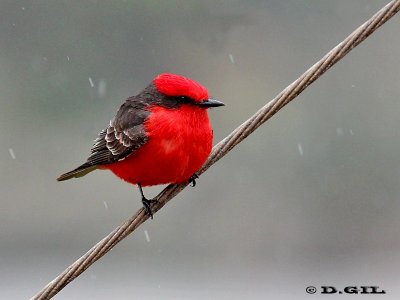 CHURRINCHE (Pyrocephalus rubinus) - Faro de Punta Carretas-MONTEVIDEO (Setiembre 2012)