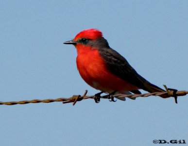 CHURRINCHE (Pyrocephalus rubinus) - (Macho) Costa en La Estacada -MONTEVIDEO (Octubre 2009)