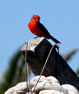 CHURRINCHE (Pyrocephalus rubinus) - Faro de Punta Carretas-MONTEVIDEO (Noviembre 2009)