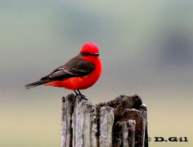 CHURRINCHE (Pyrocephalus rubinus) - Rincon de Vignoli-FLORIDA (Setiembre 2011)