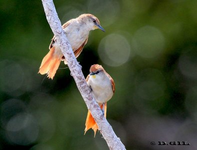 CURUTIÉ COLORADO (Certhiaxis cinnamomeus - (Pareja) Reserva Imbassaí-Bahía-BRASIL (Abril 2012)