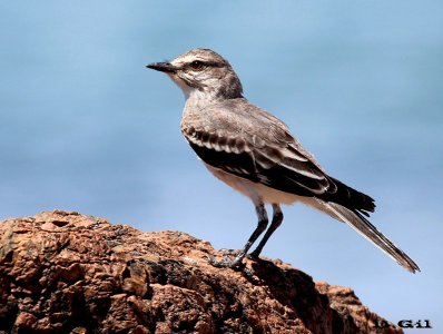 VIUDITA GRIS (Nengetus cinereus) - (Juvenil) Rocas en Punta Colorada-MALDONADO (Enero 2013)