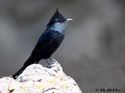 VIUDITA NEGRA COPETONA (Knipolegus lophotes) - Punta Ballena-MALDONADO (Febrero 2012)