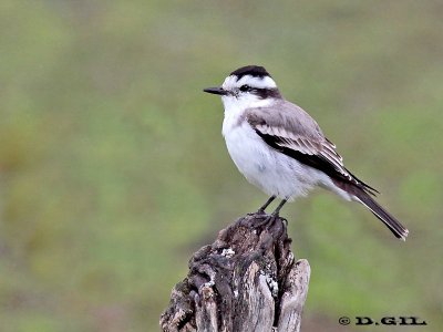 VIUDITA CORONADA (Xolmis coronatus) - Esteros de Farrapos-RÍO NEGRO (Abril 2012)