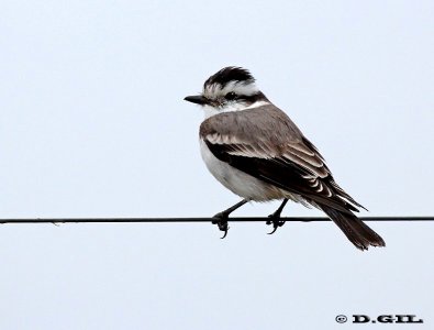 VIUDITA CORONADA (Xolmis coronatus) - Esteros de Farrapos-RÍO NEGRO (Abril 2012)