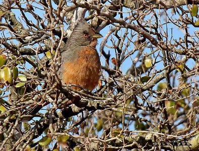 CORTARRAMAS (Phytotoma rutila) - (Macho) Humedales del Santa Lucía-MONTEVIDEO (Junio 2012)