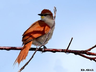 CURUTIÉ COLORADO (Certhiaxis cinnamomeus) - Bañado en estancia La Palma-ARTIGAS (Noviembre 2010)