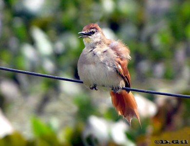 CURUTIÉ COLORADO (Certhiaxis cinnamomeus) - Bañado de los indios-ROCHA (Abril 2010)