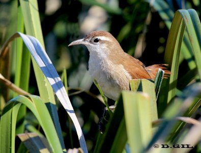 PAJONALERA PICO CURVO (Limnornis curvirostris) - Playa Penino-SAN JOSE (Mayo 2012)