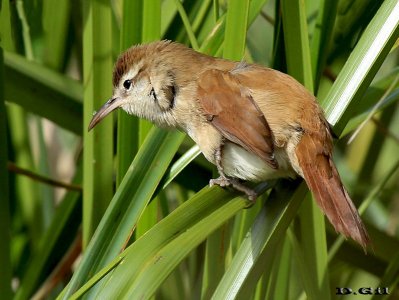 PAJONALERA PICO CURVO (Limnornis curvirostris) - Humedales Del Santa Lucía-MONTEVIDEO (Abril 2013)