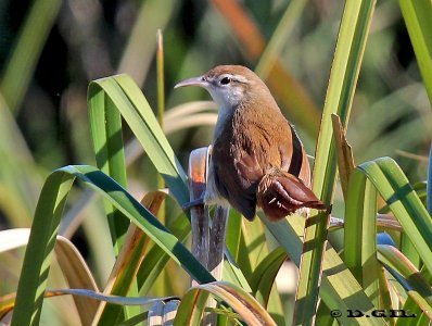 PAJONALERA PICO CURVO (Limnornis curvirostris) - Playa Penino-SAN JOSE (Junio 2011)