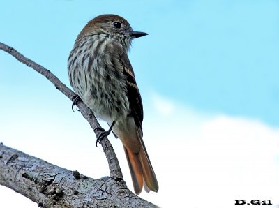 VIUDITA NEGRA COMÚN (Knipolegus cyanirostris) - (Hembra)Monte atrás de Parque Lecocq-MONTEVIDEO (Marzo 2013)