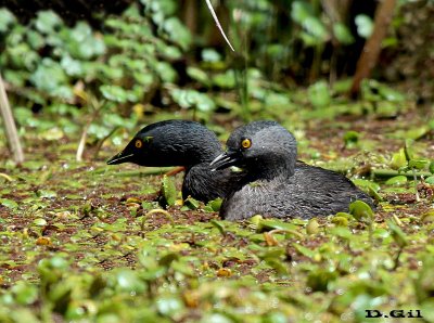 MACÁ GRIS (Tachybaptus dominicus) - Laguna en Parque Miramar - CANELONES (Octubre 2013)
