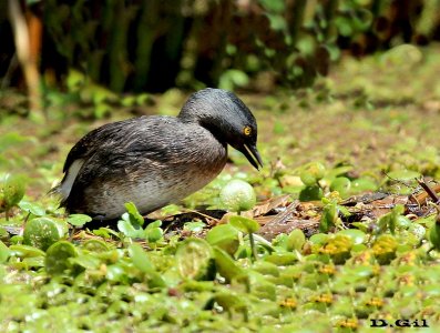 MACÁ GRIS (Tachybaptus dominicus) - (Nido) Laguna en Parque Miramar-CANELONES (Octubre 2013)