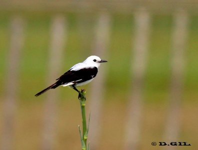 VIUDITA BLANCA GRANDE (Xolmis dominicanus) - (Macho) Estero De Pelotas-ROCHA (Enero 2012)
