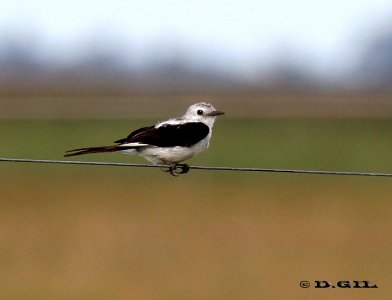 VIUDITA BLANCA GRANDE (Xolmis dominicanus) - (Hembra) Estero De Pelotas-ROCHA (Enero 2012)