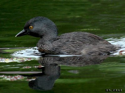 MACÁ GRIS (Tachybaptus dominicus) - Laguna en Parque Miramar-CANELONES (Noviembre 2013)